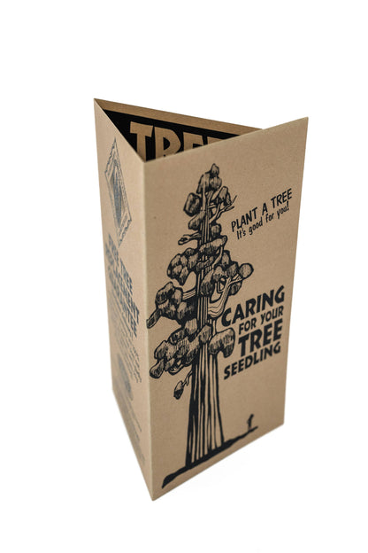 The Jonsteen Company - Living Christmas Tree | Douglas-Fir | Packaged Live Tree